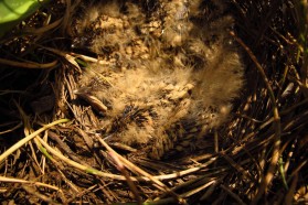 Junge Grauammer (Emberiza calandra) in ihrem Nest.